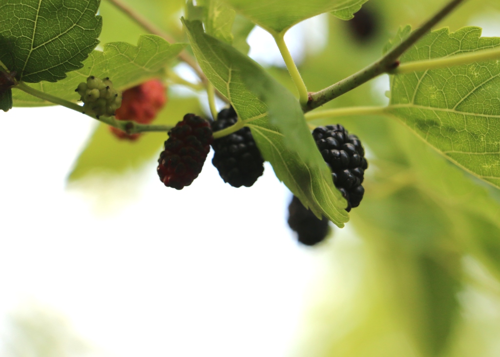 Gilgit-mulberry