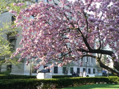 Magnolia-sunlit-Columbia-University
